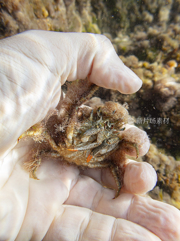 Camposcia retusa，通常被称为蜘蛛装饰蟹或我手中的小丑蟹，Costa Brava，加泰罗尼亚